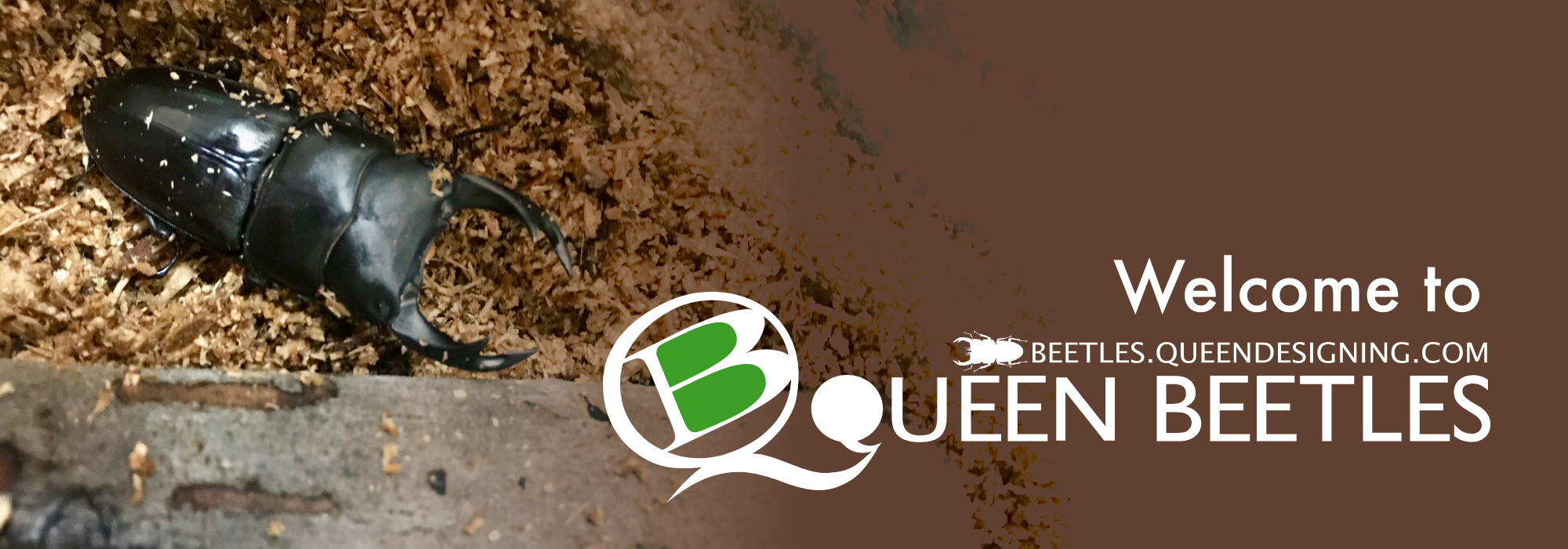Welcome to Queen Beetles