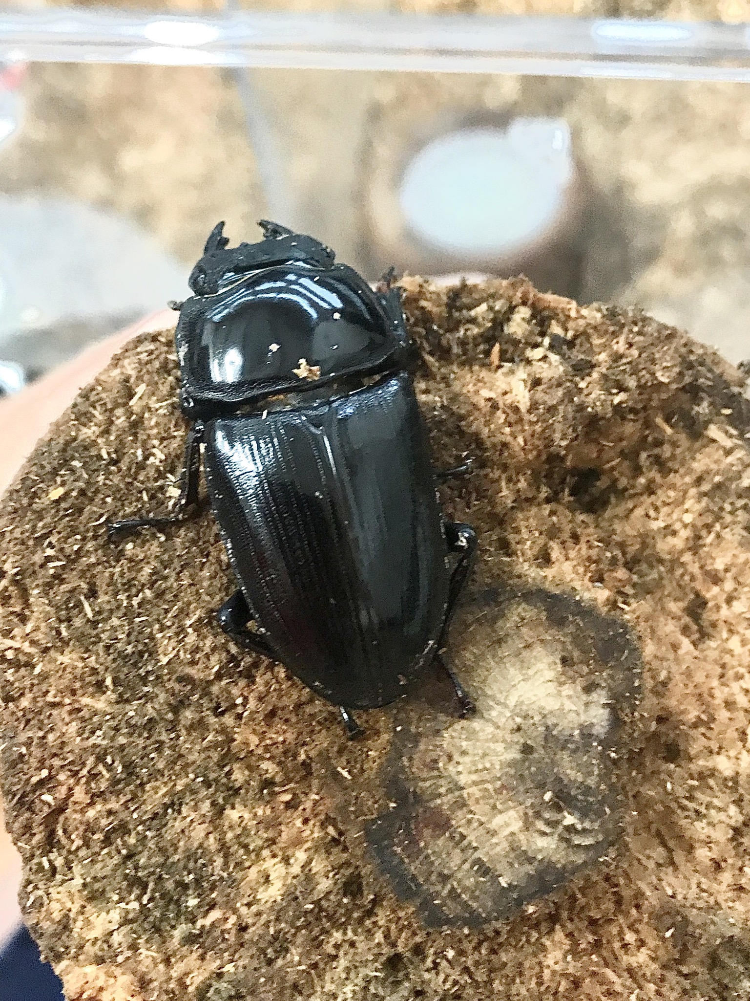 産後の行動 Queen Beetles