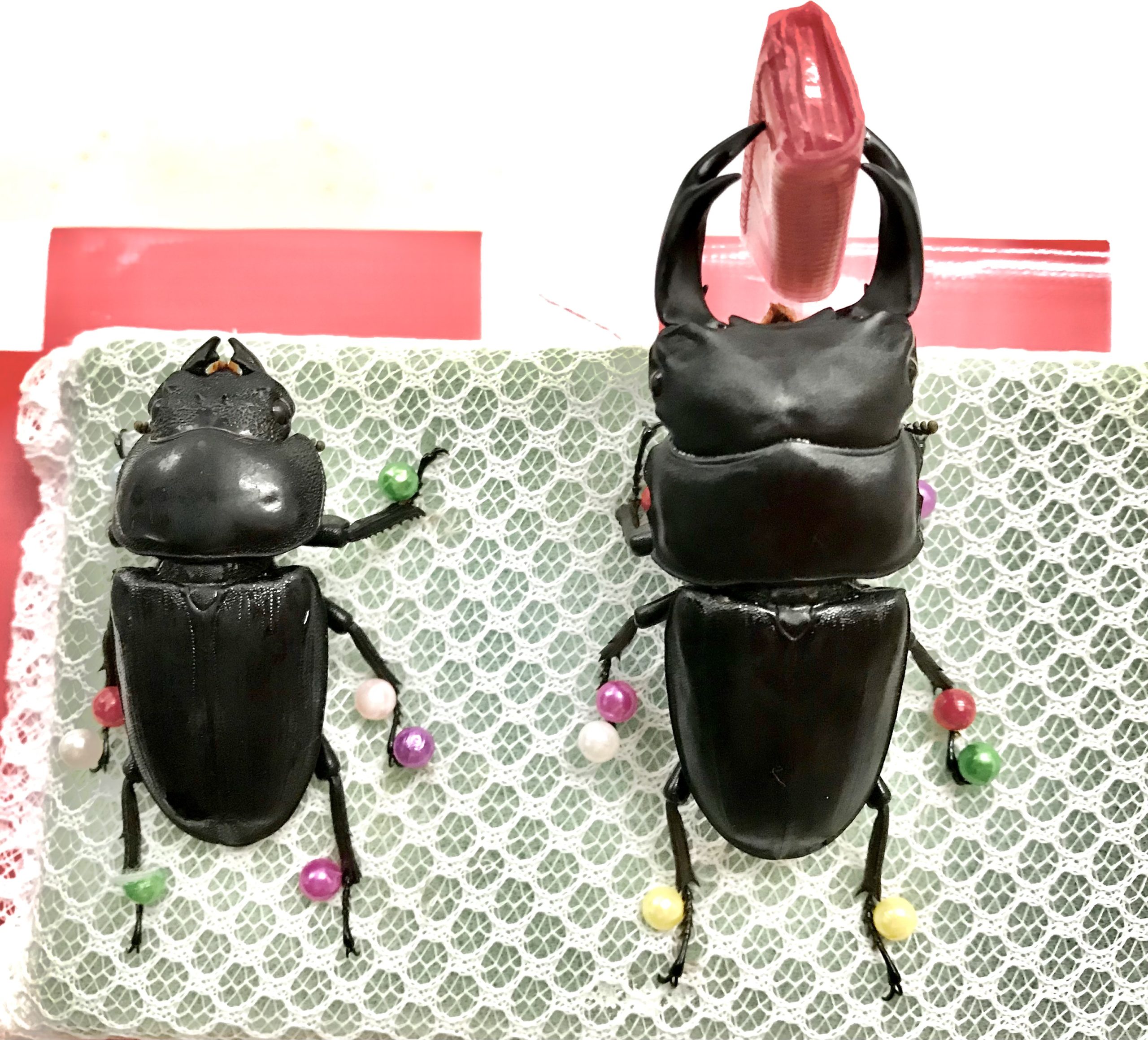 標本作りで分かること | Queen Beetles